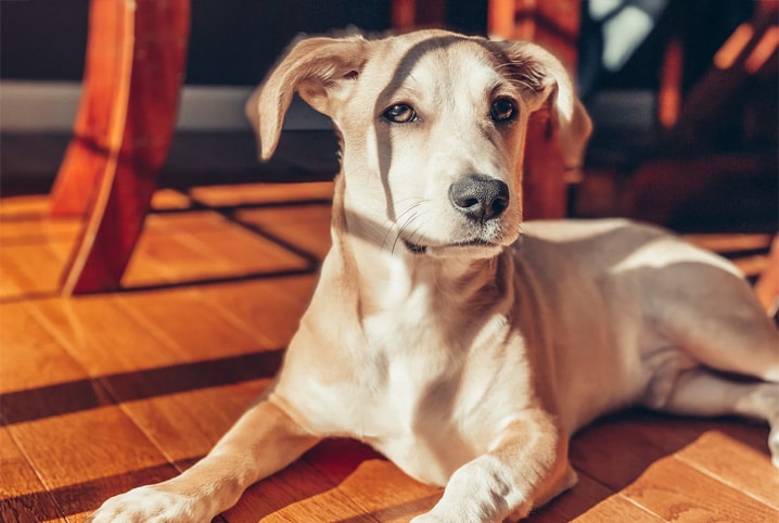 cachorro com prisão de ventre