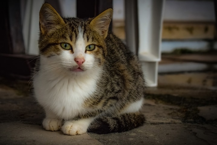 gato com alergia