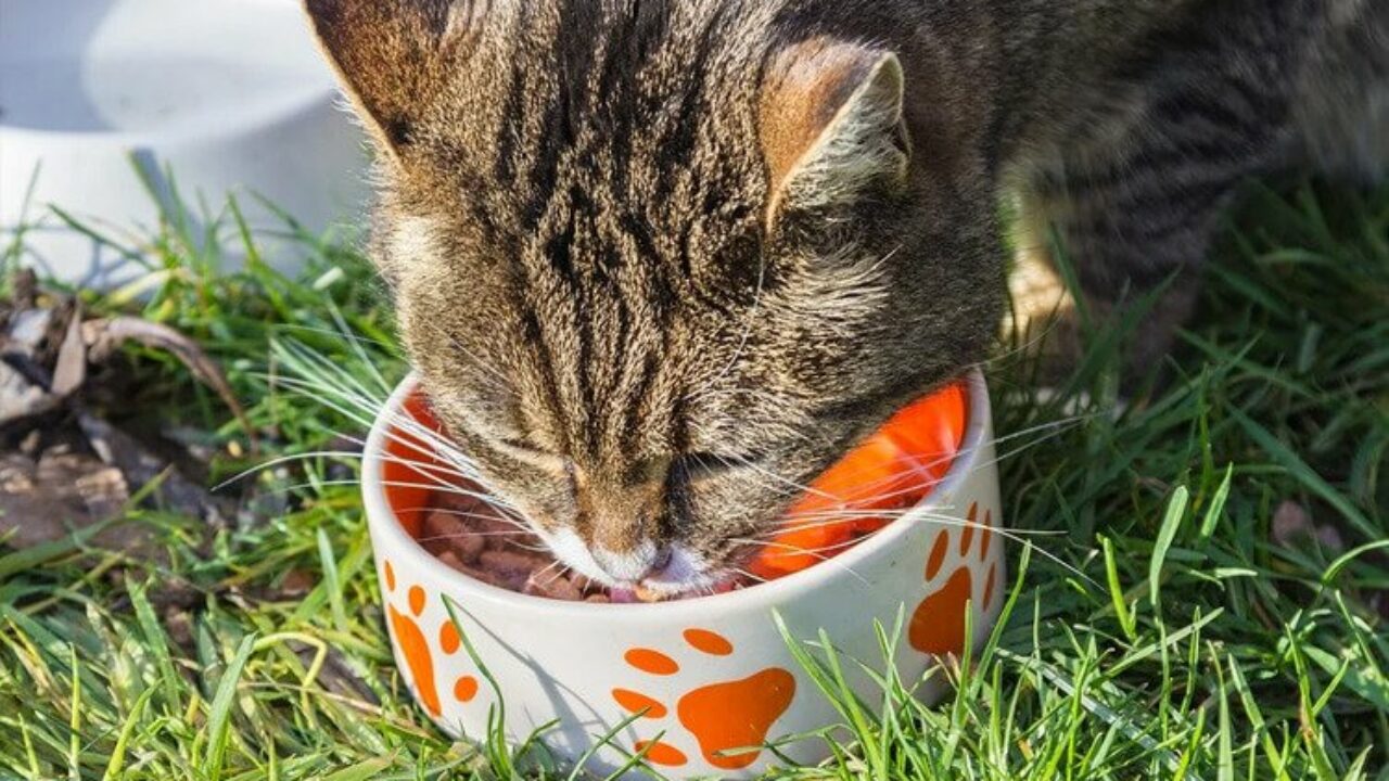 Já sei desenhar Animais Fofinhos - Aqui há Gato