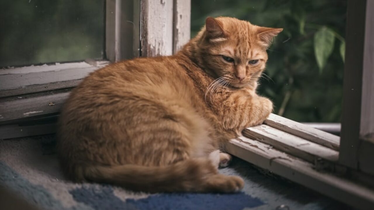 Gato pode comer fígado? Descubra aqui!