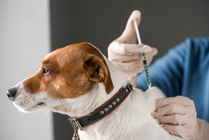 primeira vacina do cachorro