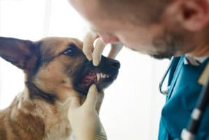 Tártaro em cães: como podemos ajudar os peludos?