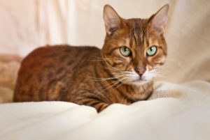 Vacina para gato: conheça os protocolos para cada fase de vida