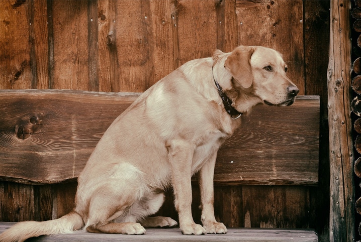 cachorro idosos cansado