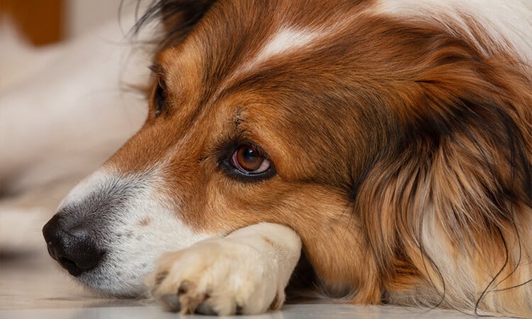 Como fazer com animal que pula do nada 