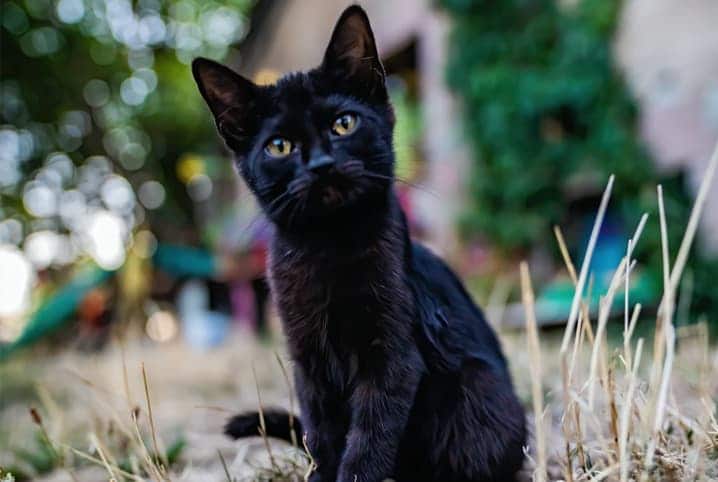 Descubra com quantos dias os gatos abrem os olhos