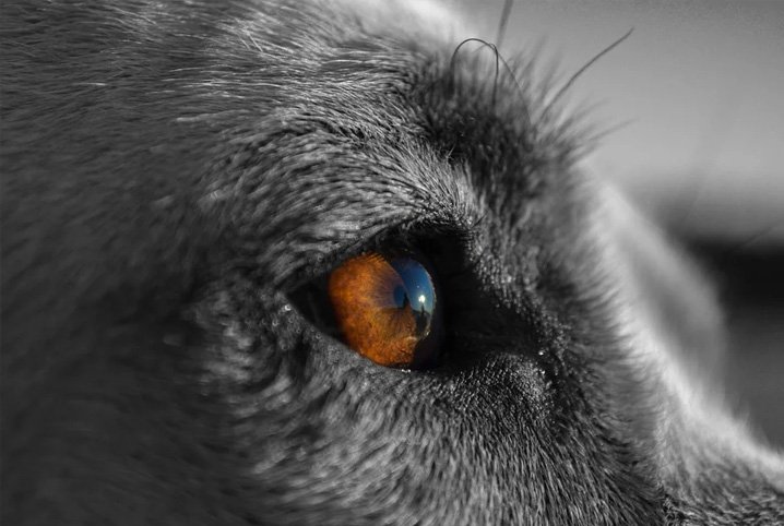 5 informações sobre mancha branca no olho do cachorro