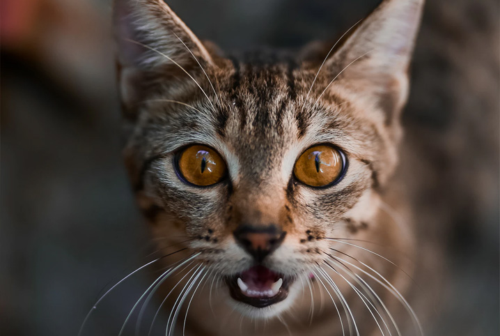 O GATO MEDROSO