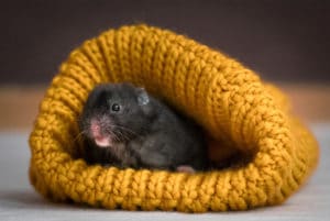 Hamster transmite doença? Descubra os riscos e como evitá-los