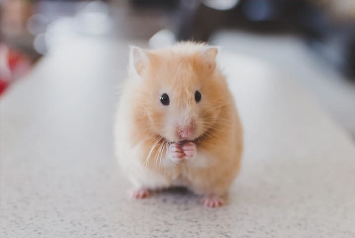 hamster-transmite-doenca