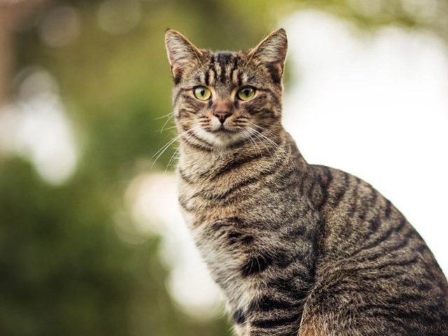Carvão ativado para gatos: veja quando e como usar
