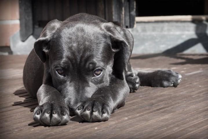 cão deitado no sol de cabeça baixa, preocupação do cachorro não beber água.