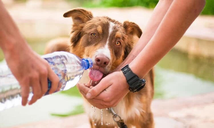 cachorro bebendo água na mão do tutor.