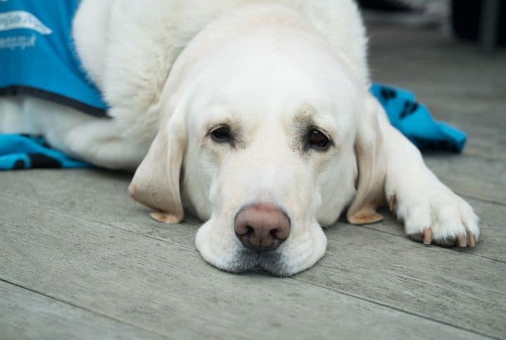 Cão deitado no chão olhando com o rosto triste para a câmera, pois há caroço na pata de cachorro.