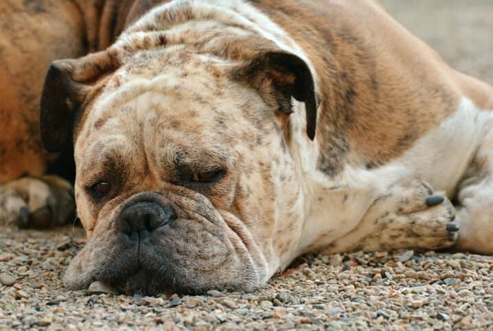 Cão deitado no chão com um olhar triste para baixo, pois há caroço na pata de cachorro.