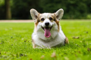 Cão deitado na grama com a língua de fora com o microchip em cachorro.