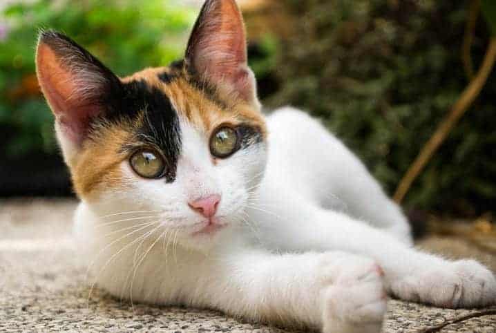 Bichano deitado no chão olhando para a câmera, preocupação com pneumonia em gatos.