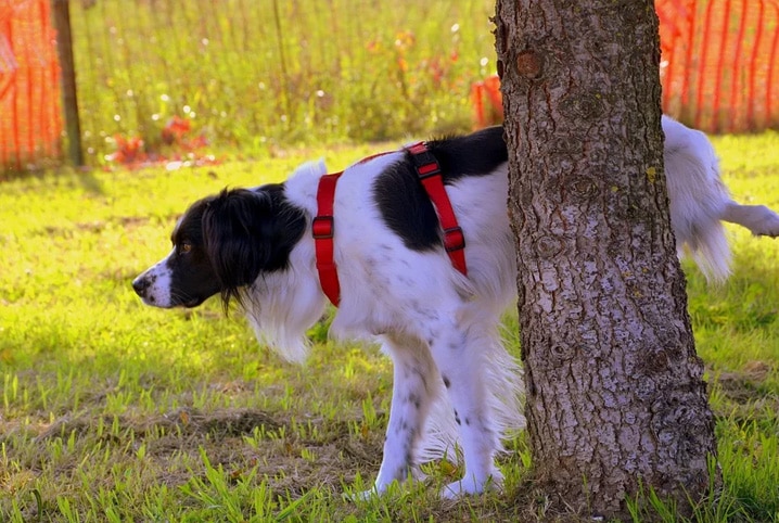 Urina de cachorro na árvore, o cão está com a terna levantada fazendo xixi ao ar livre.