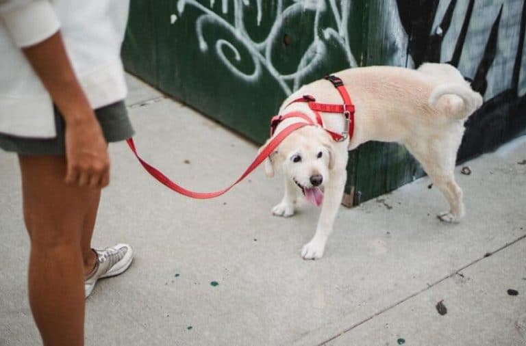cão fazendo xixi em uma esquina enquanto passeia com seu tutor, preocupação da urina de cachorro muito amarela.