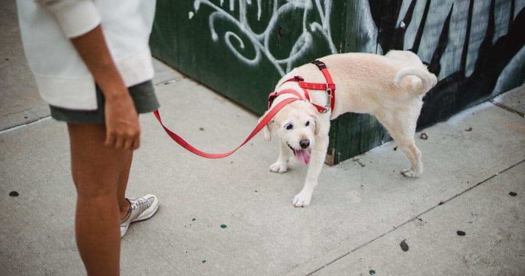 cão fazendo xixi em uma esquina enquanto passeia com seu tutor, preocupação da urina de cachorro muito amarela.