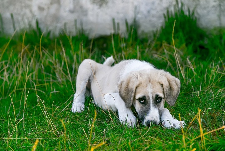 Cachorro deitado na grama.