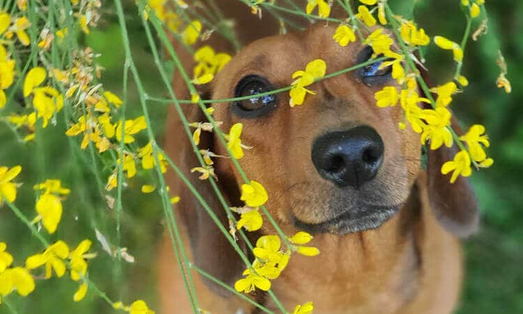 Cachorro na grama olhando para as flores.