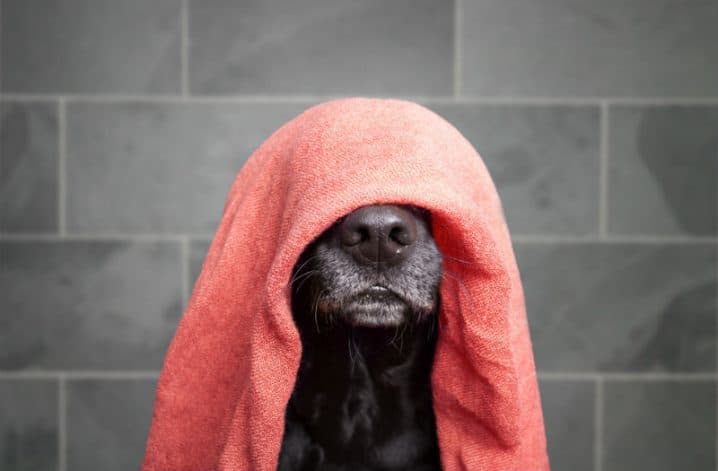 Cachorro com uma toalha na cabeça.