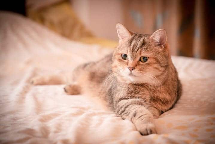 Gato listrado deitado na cama.