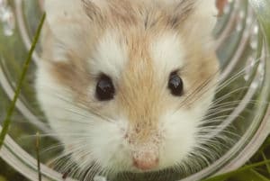 Hamster estressado: quais os sinais e como você pode ajudar?