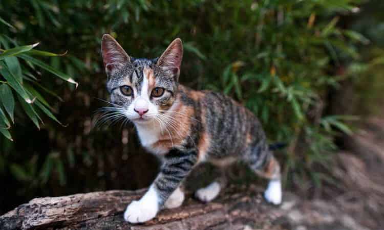 Gato em pé no jardim.