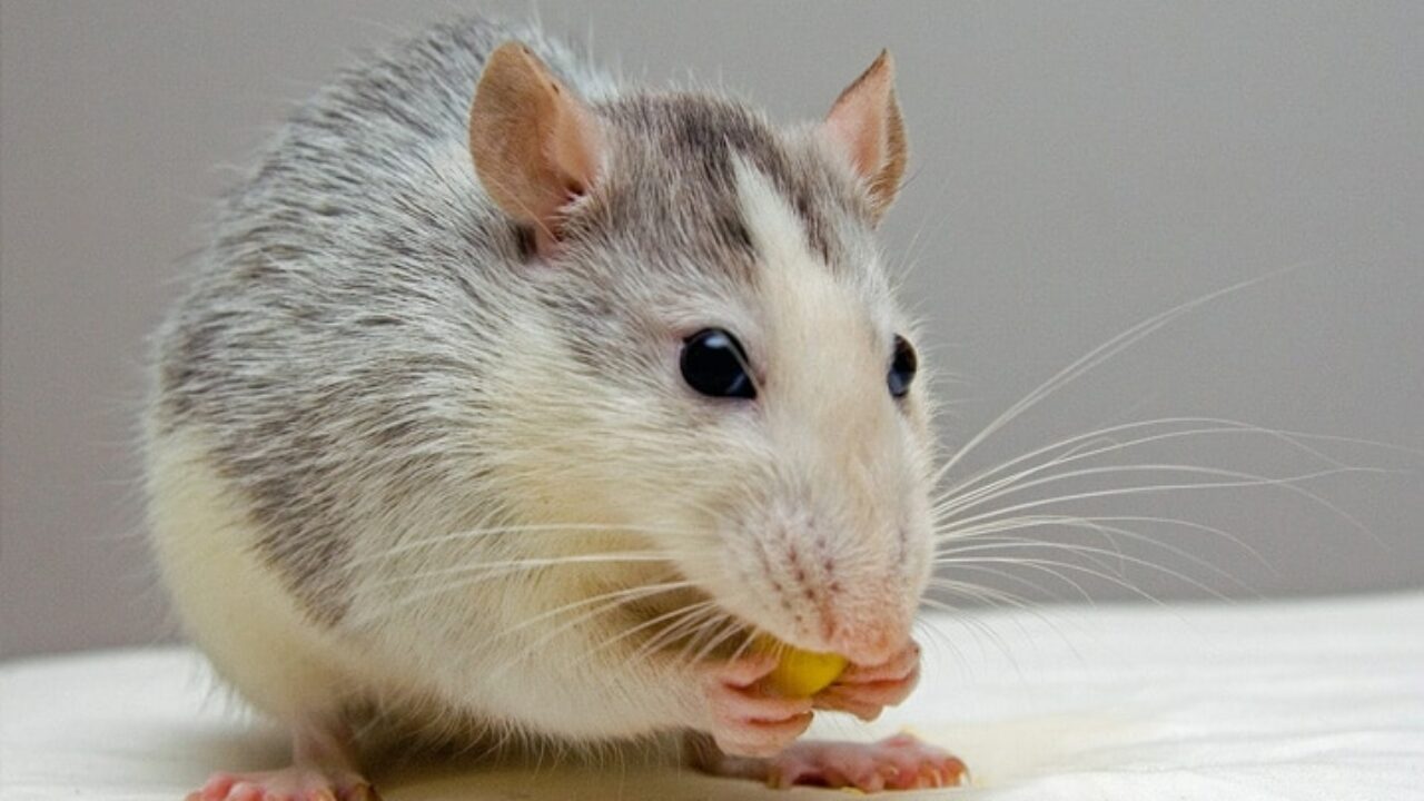 Homem encontra rato gigante no quintal de sua casa