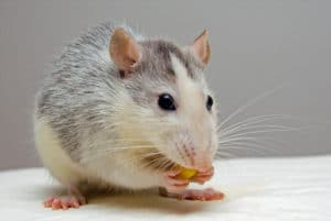 O rato twister transmite doença para o ser humano?