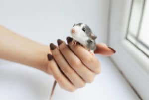 Rato twister doente: como identificar e ajudar