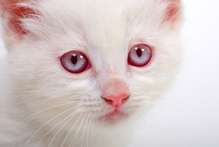 Gato branco olhando para a câmera.