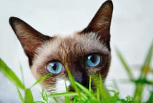 Gato com pelo caindo e feridas: o que pode ser?