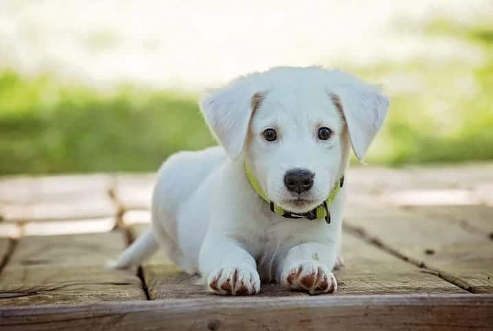 Um cão branco com uma mancha preta em um olho em um parque, pastor