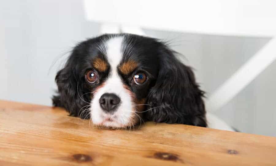 Cachorro com a cabeça encostada na mesa.