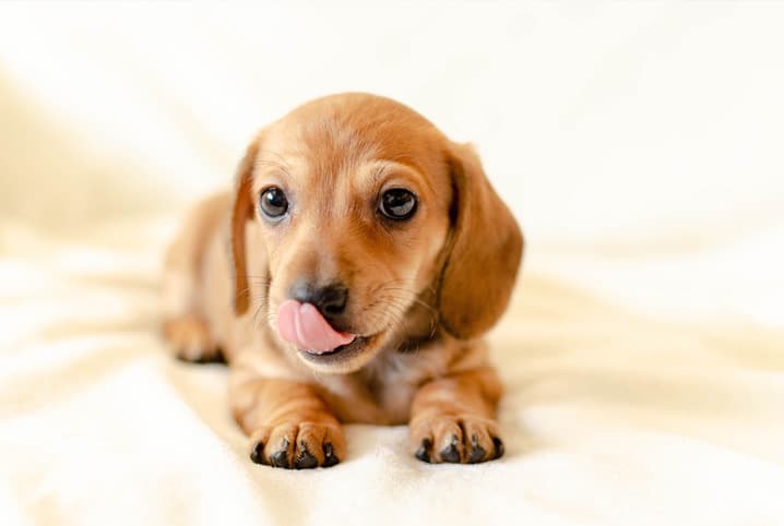 Cachorro deitado na cama.