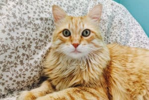 Conheça a micose felina e como ela se dissemina