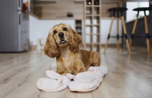 Paralisia repentina em cachorro: conheça as causas