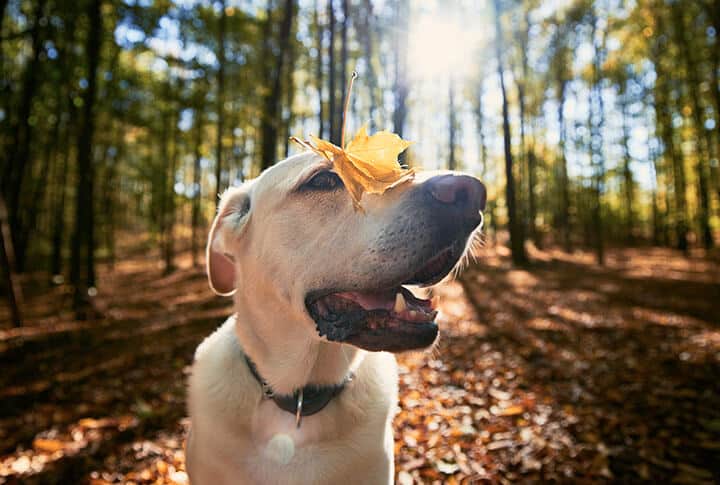 Cachorro na floresta com folha no nariz.