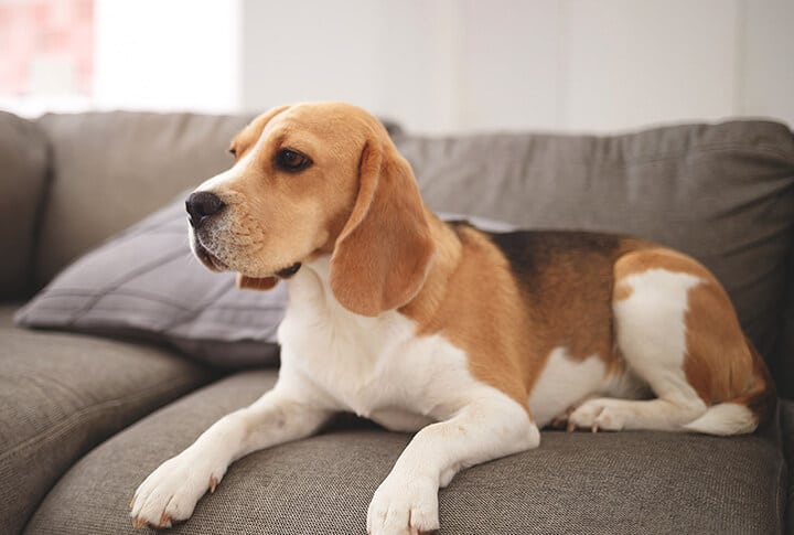 Cachorro deitado no sofá;