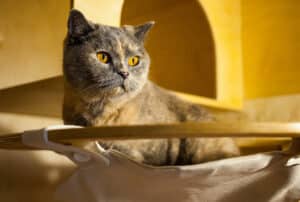 Não é normal ter um gato com diarreia. Saiba o que pode ser