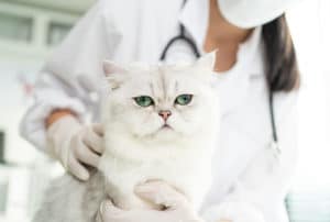 Vi meu gato vomitando espuma, o que pode ser?