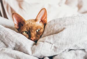 O que pode ser gato vomitando ração? Acompanhe!