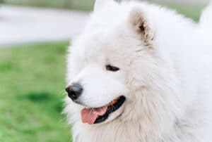 Por que a glândula adanal do cachorro inflama?