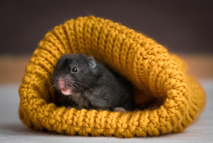 Hamster dentro de roupa de frio.