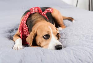 Dar remédio para cachorro com diarreia com sangue é recomendado?