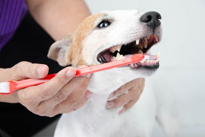 Dentista escovando o dentes do cachorro.