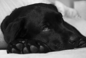 Doenças cardíacas em cães: saiba como identificar